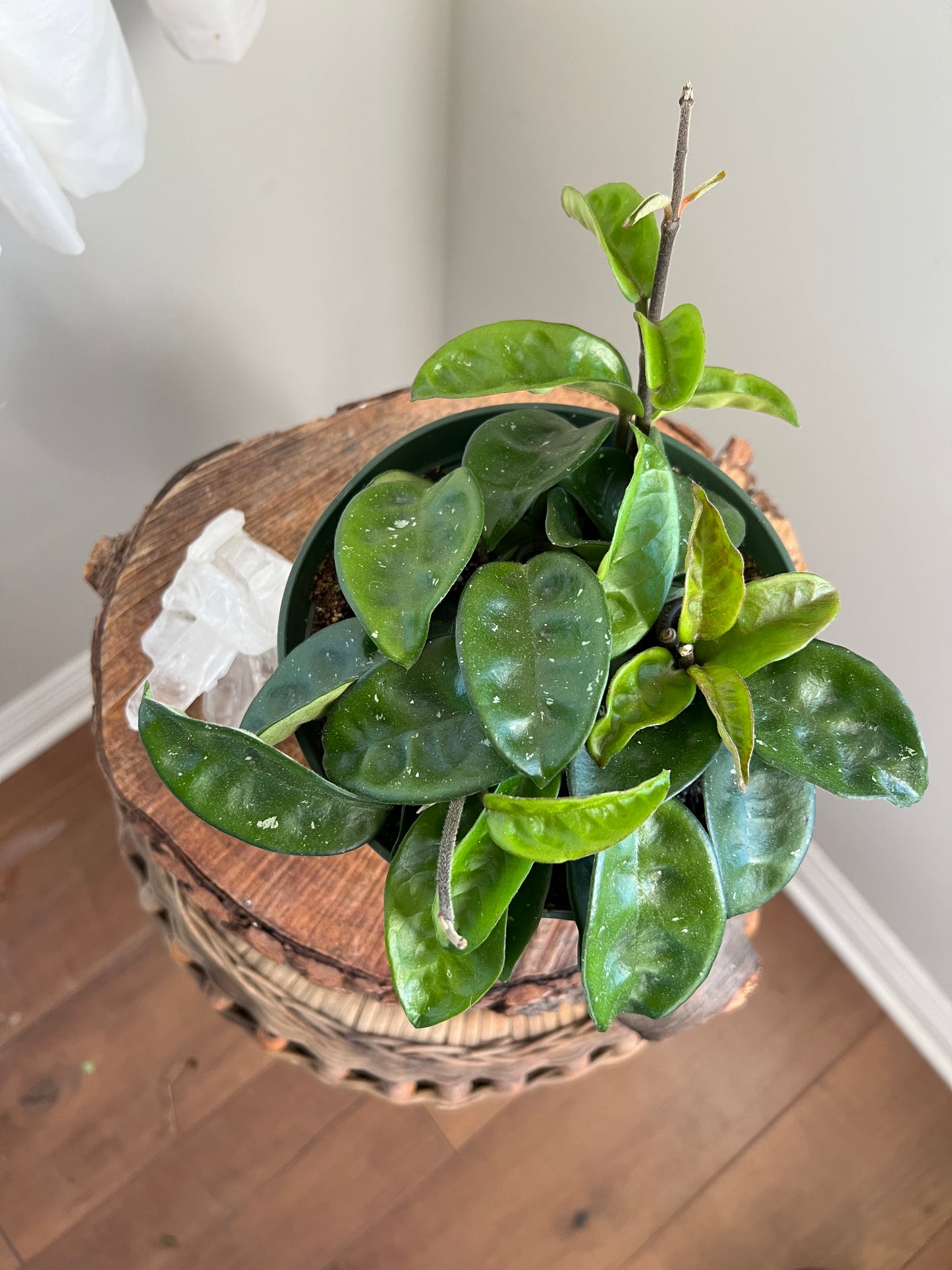 Hoya Krinkle