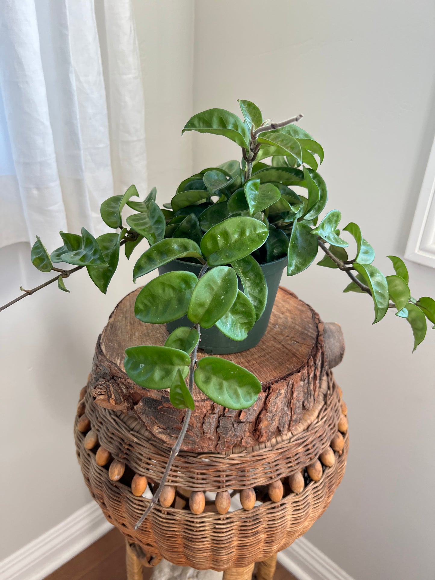 Hoya Krinkle
