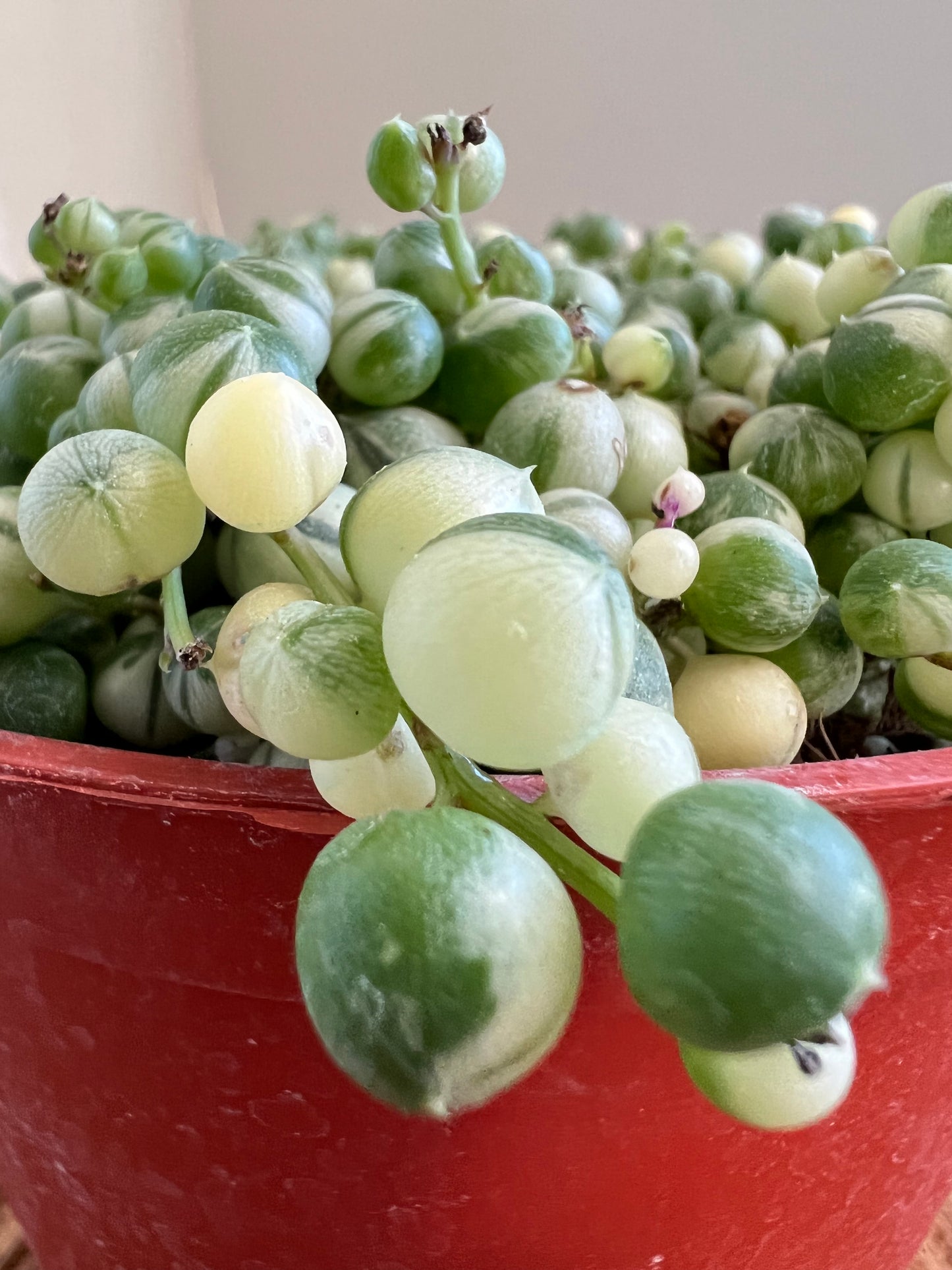 Variegated String of Pearls