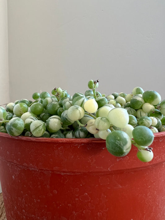 Variegated String of Pearls