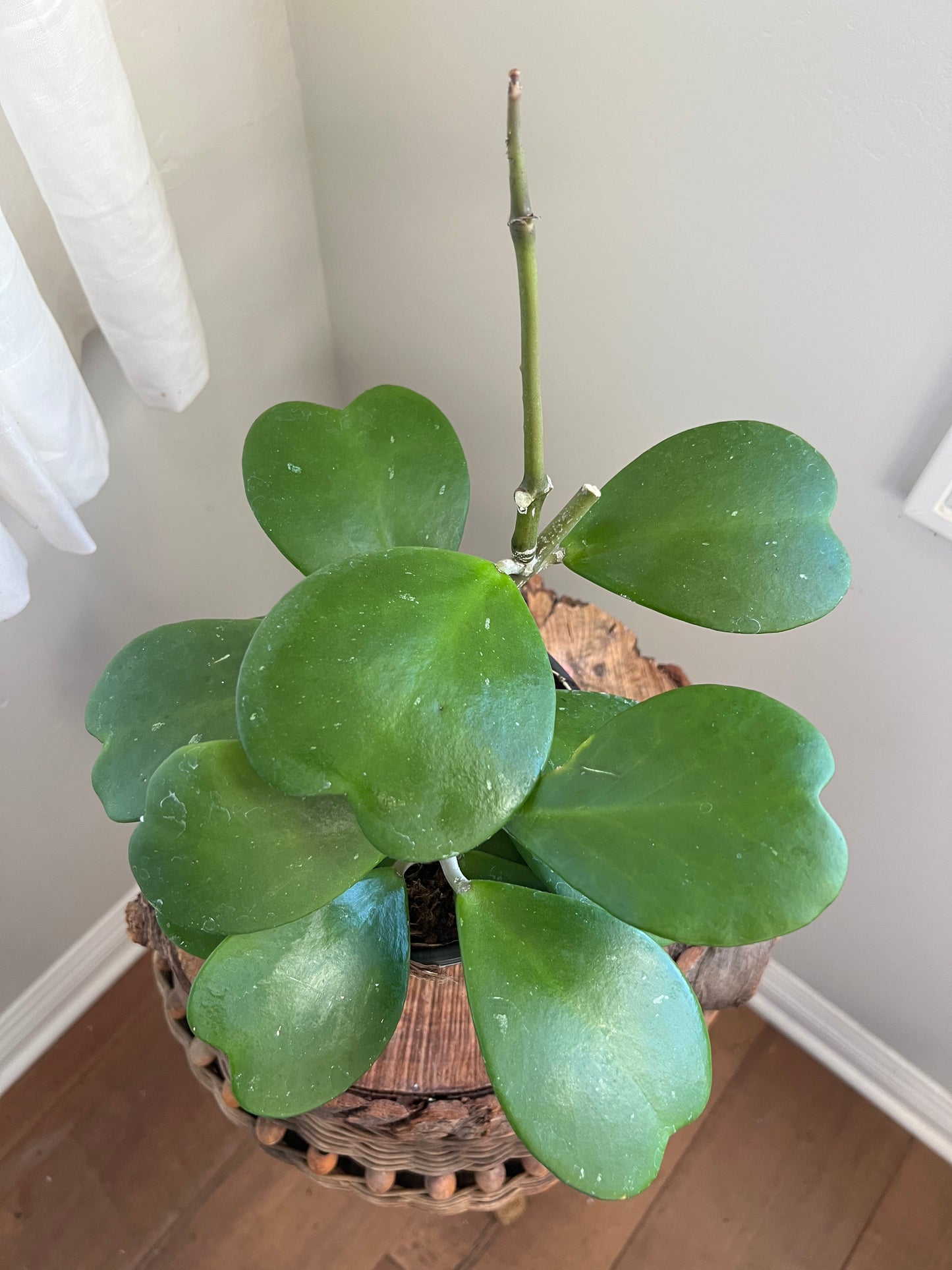 Hoya Kerrii Green