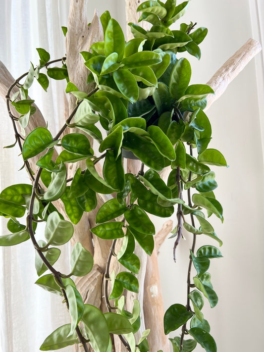 Hoya Krinkle