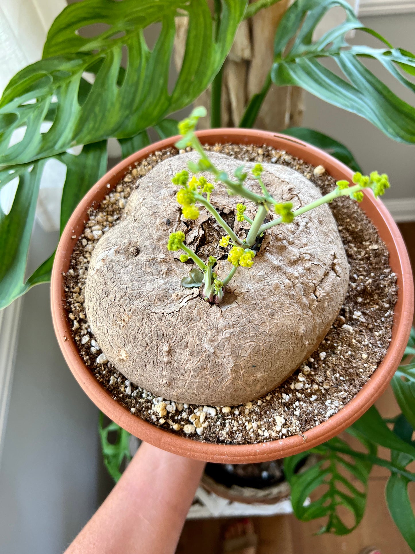 Stephania Erecta