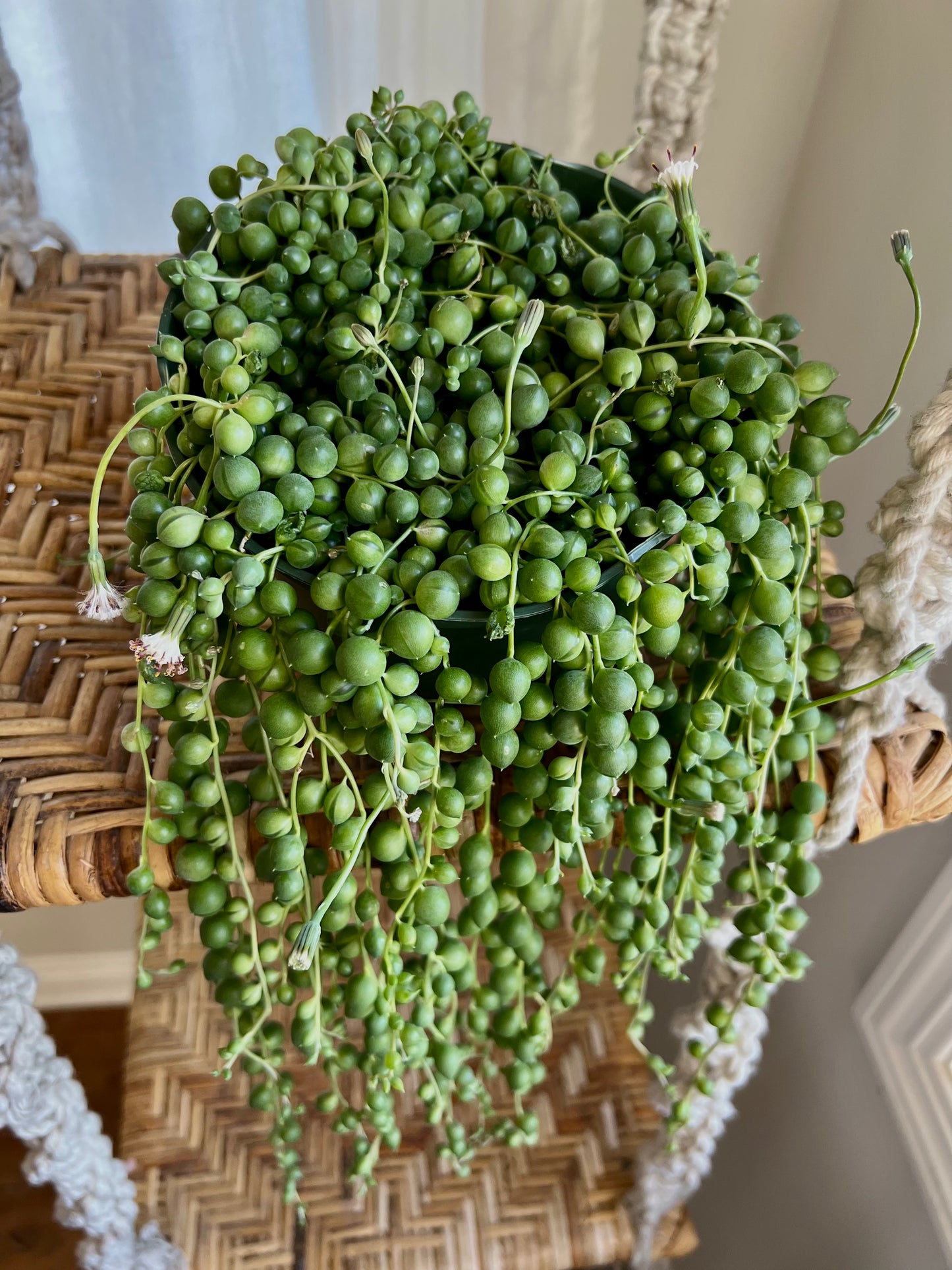 String of Pearls