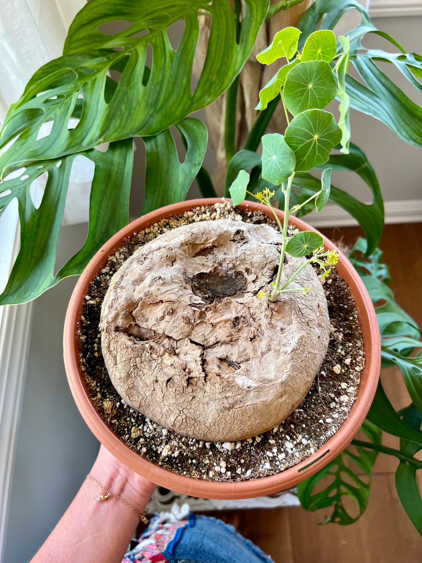 Stephania Erecta