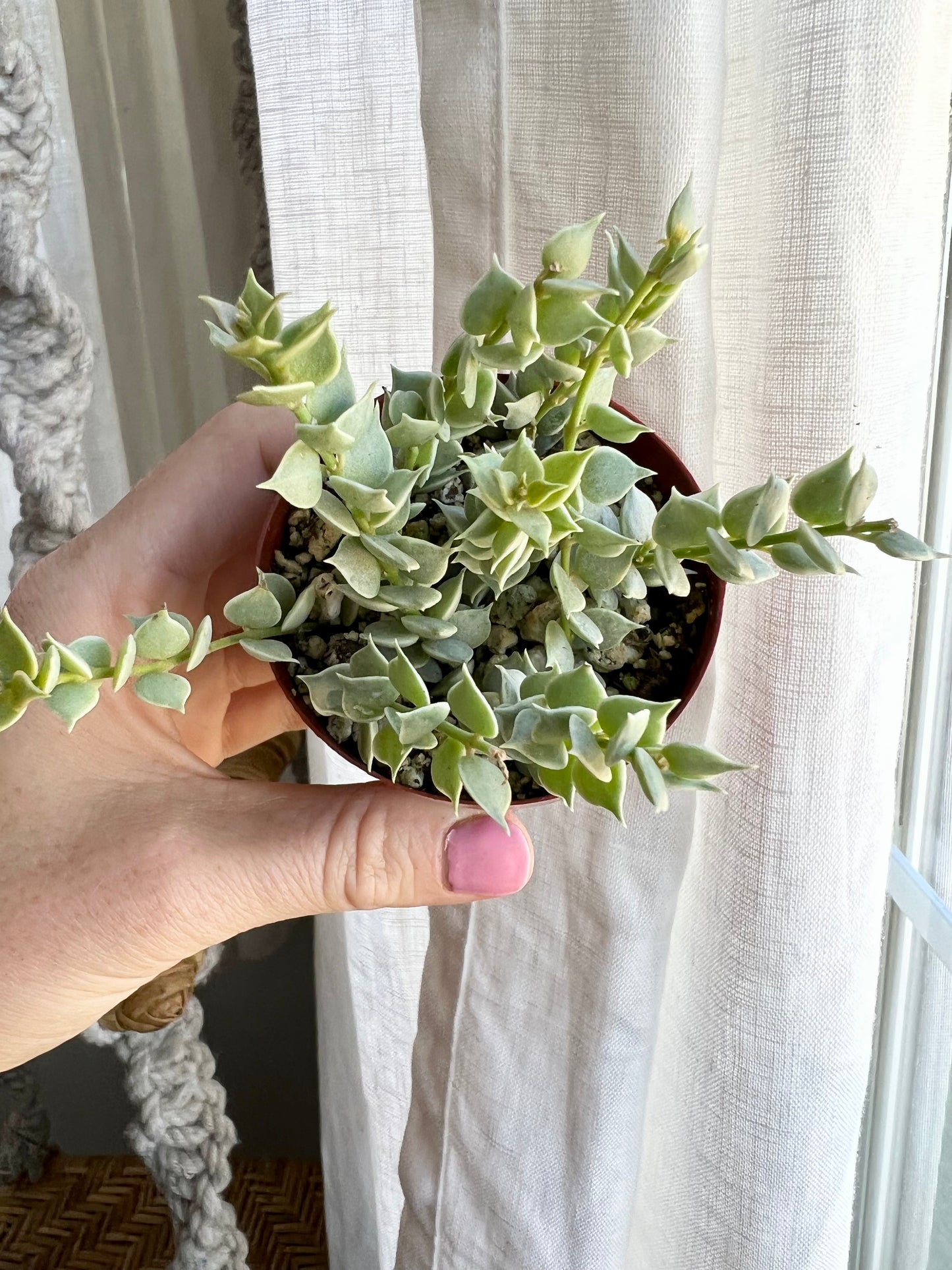 Dischidia Ruscifolia Million Hearts