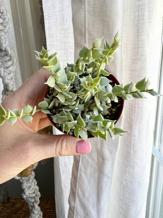 Dischidia Ruscifolia Million Hearts