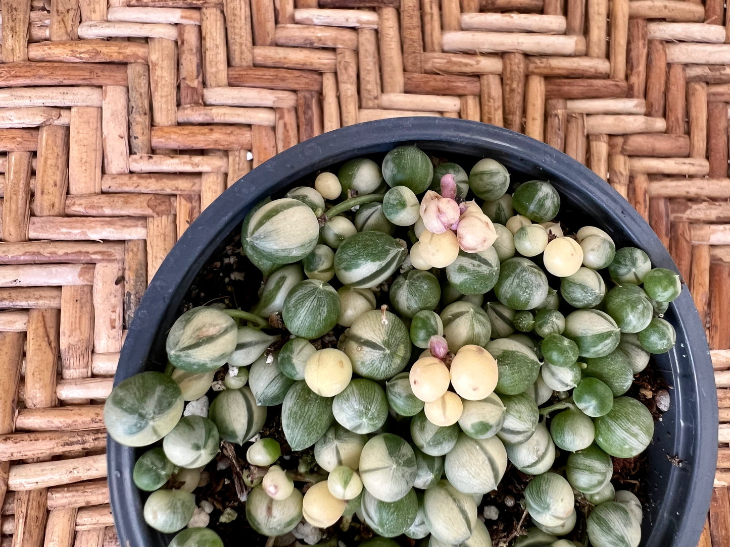 Variegated String of Pearls