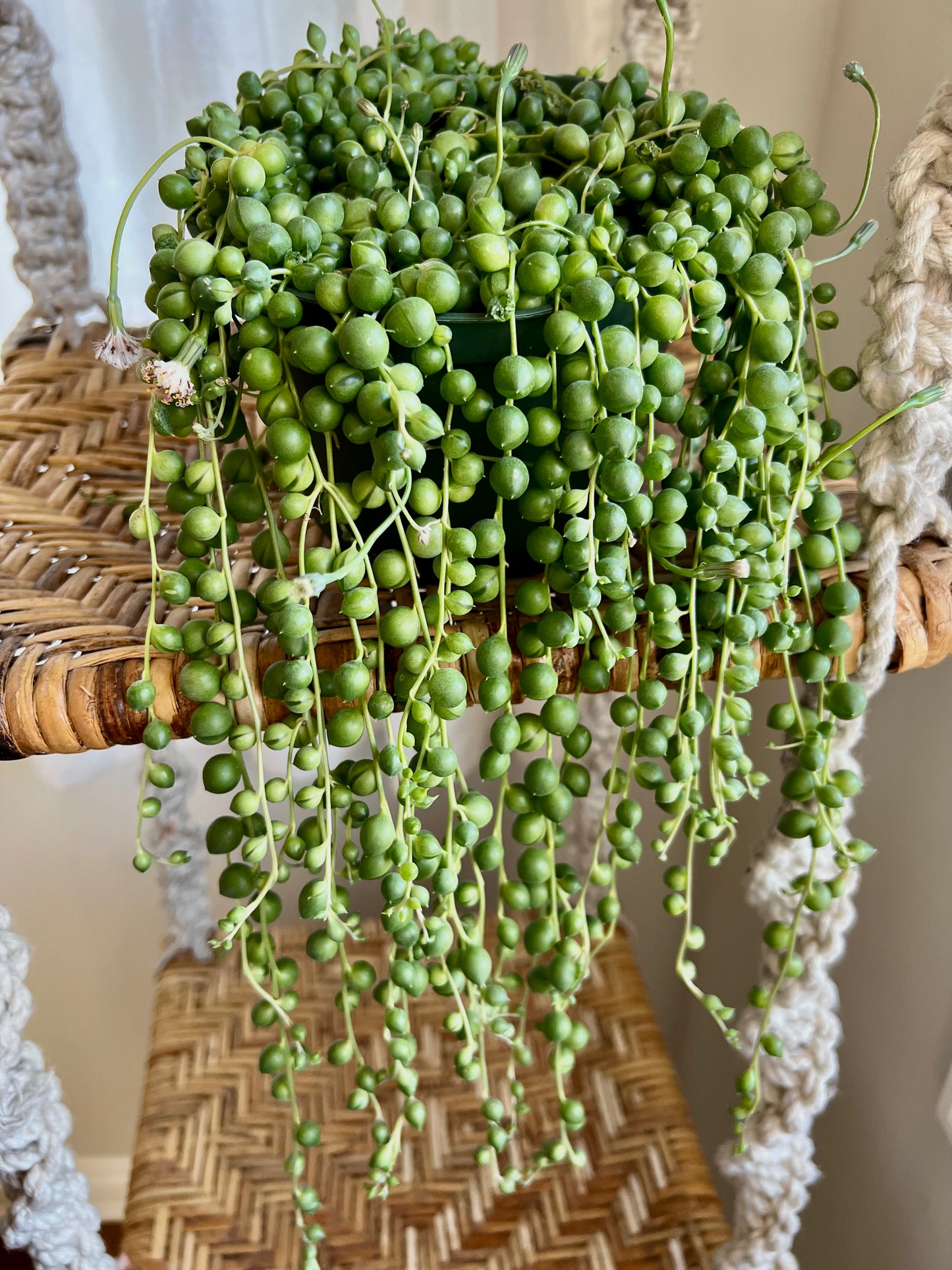String of Pearls