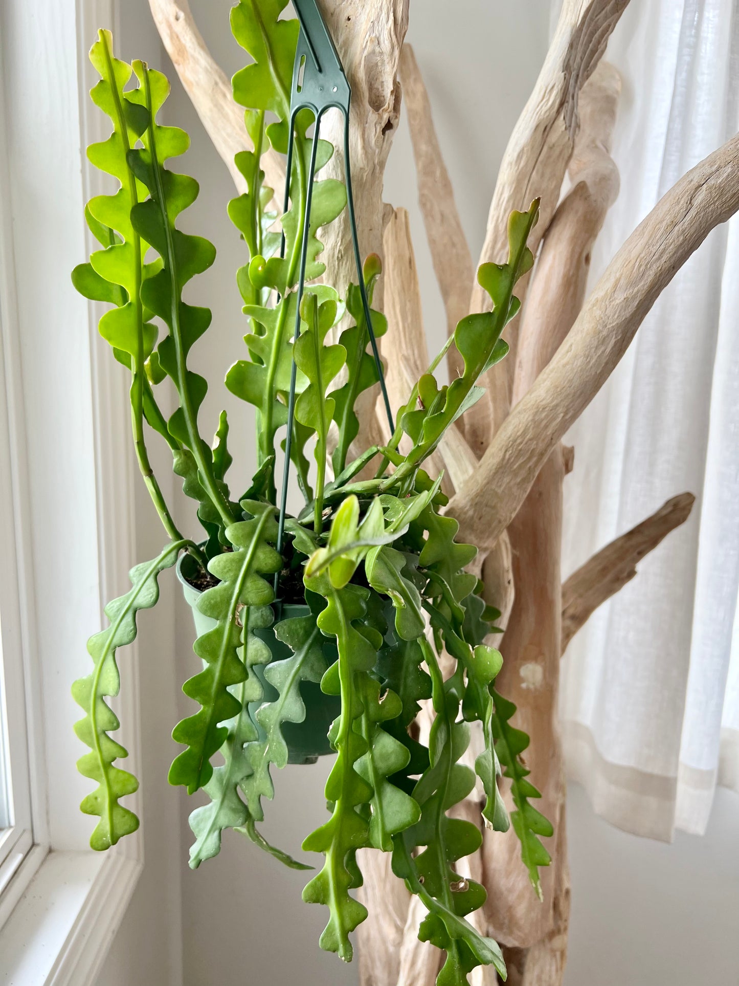 Ric Rac Cactus