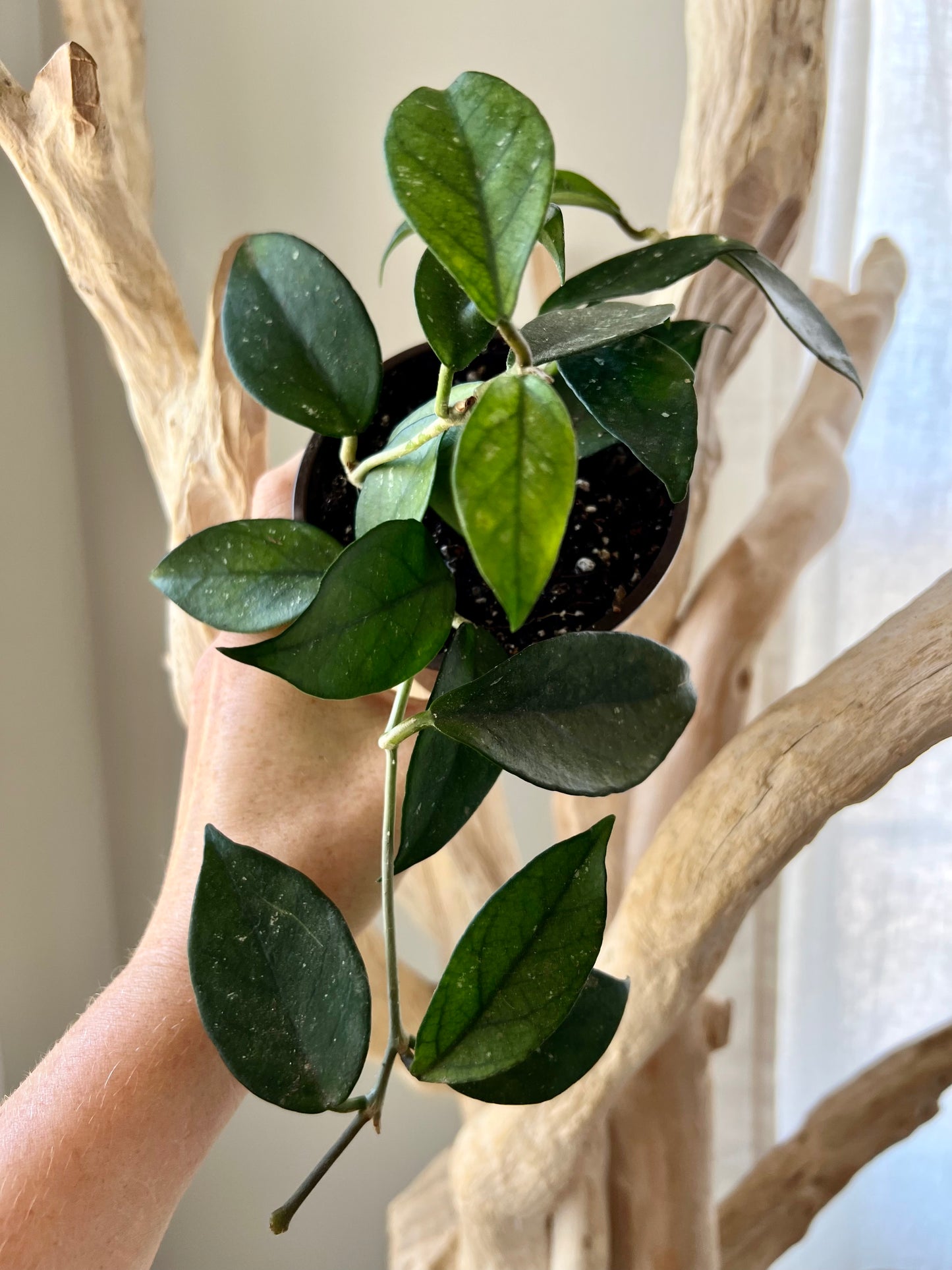 Hoya Fungii