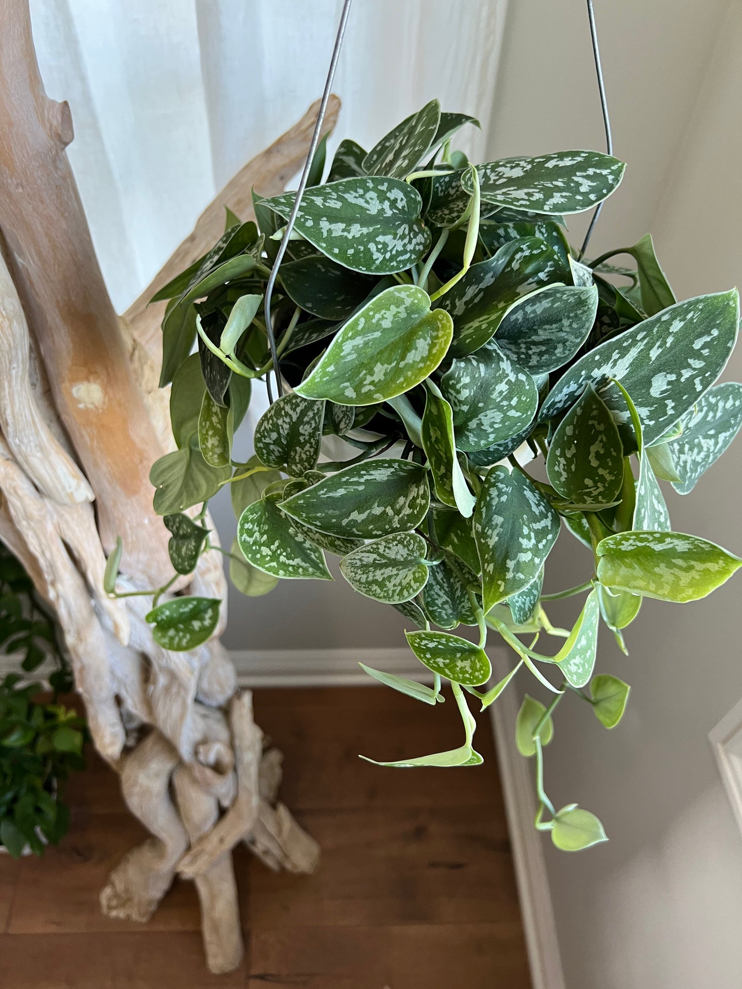 Silver Satin Pothos