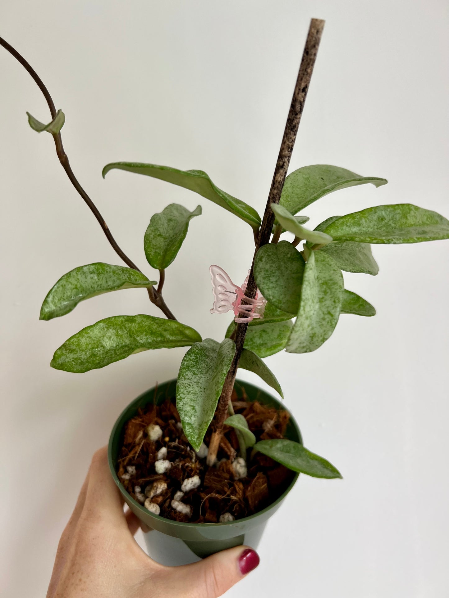 Hoya Carnosa ‘Nova Ghost’