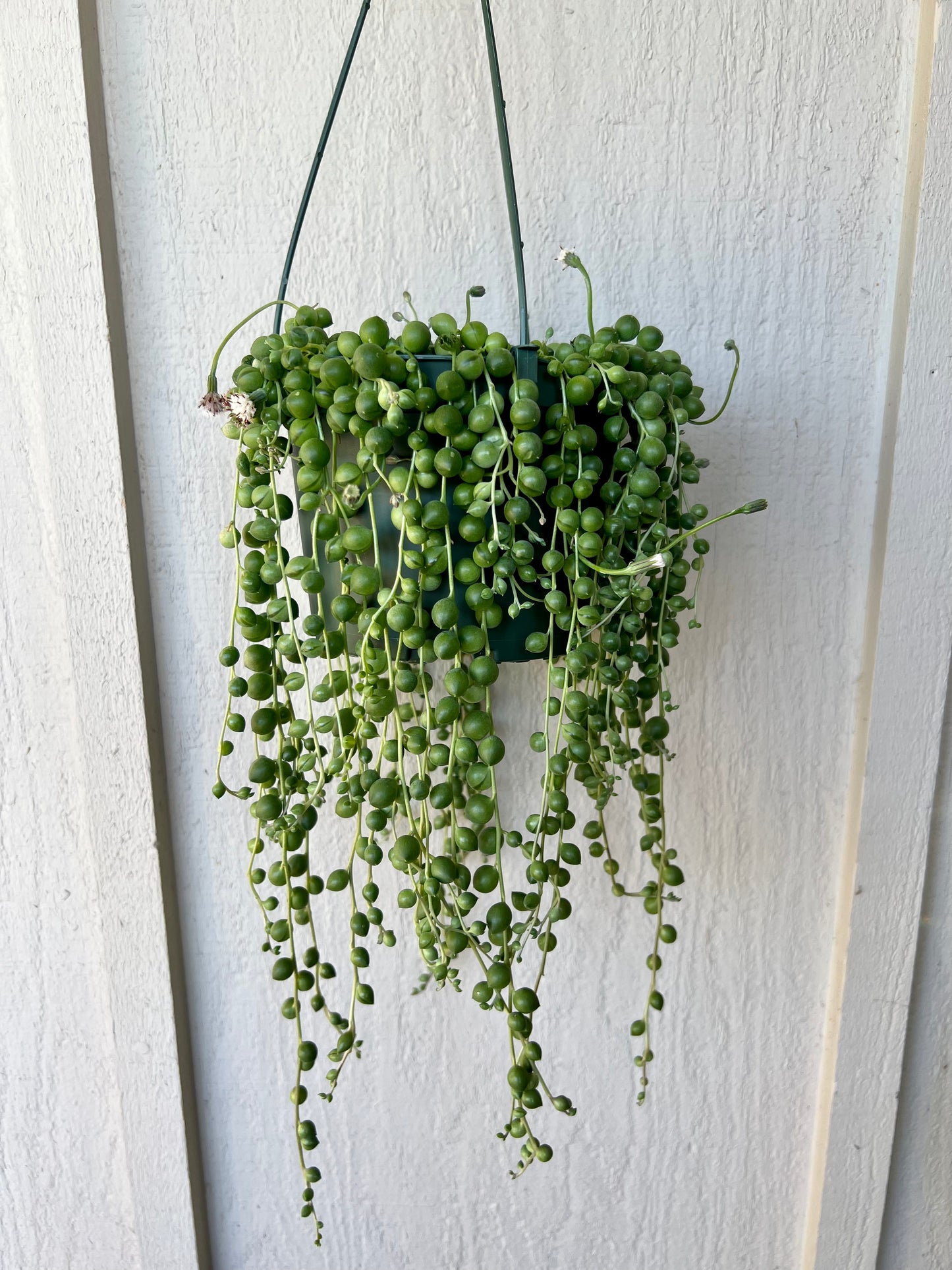 String of Pearls