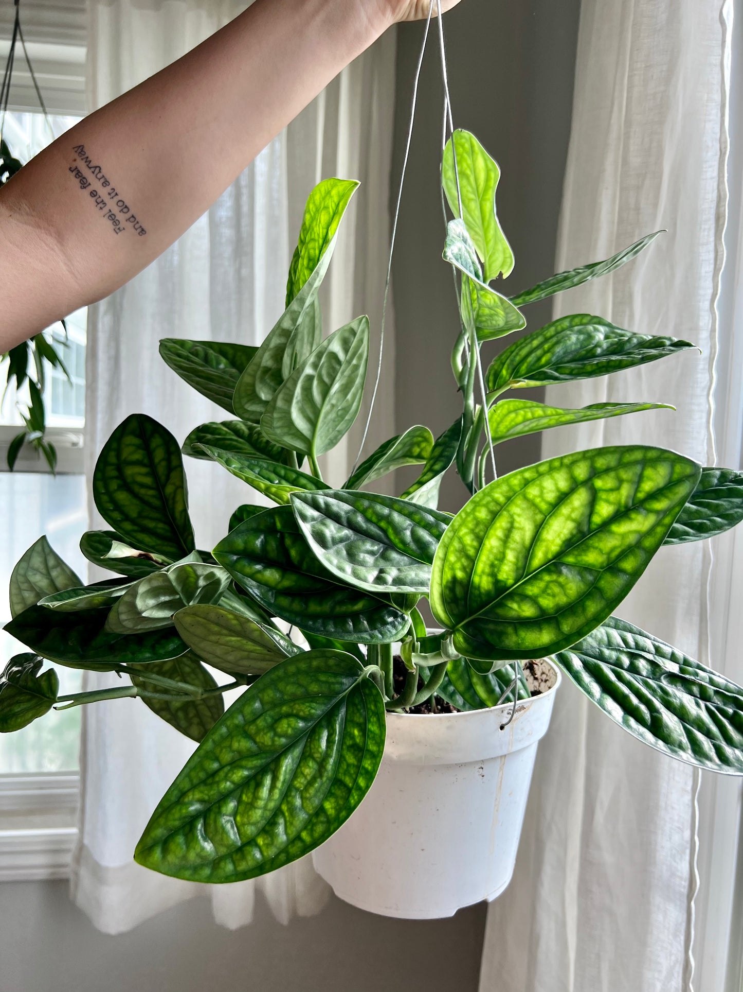 Monstera Peru