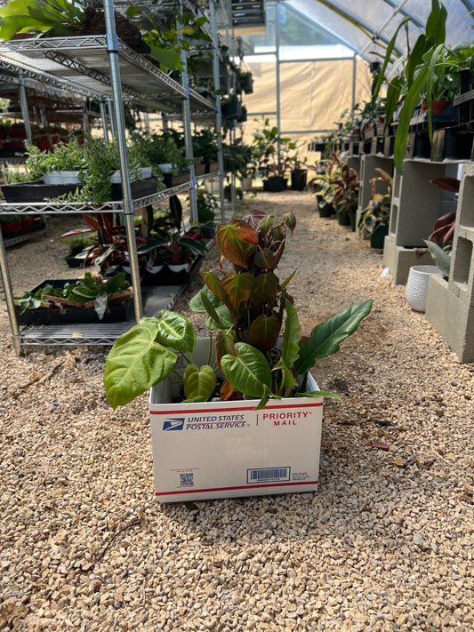 Imperfect Plant Boxes