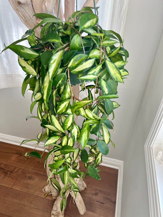 Hoya Krimson Princess