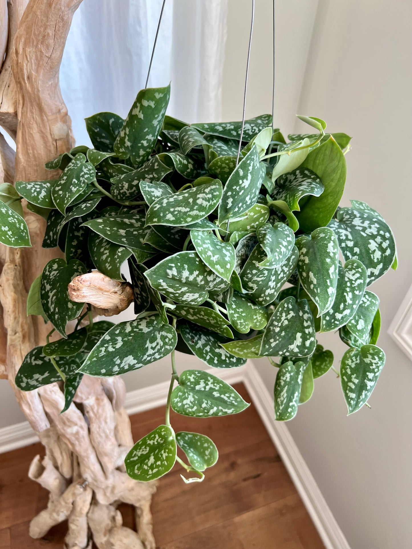 Silver Satin Pothos