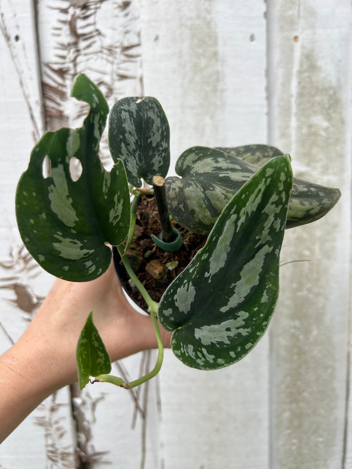 Scindapsus Exotica Tricolor