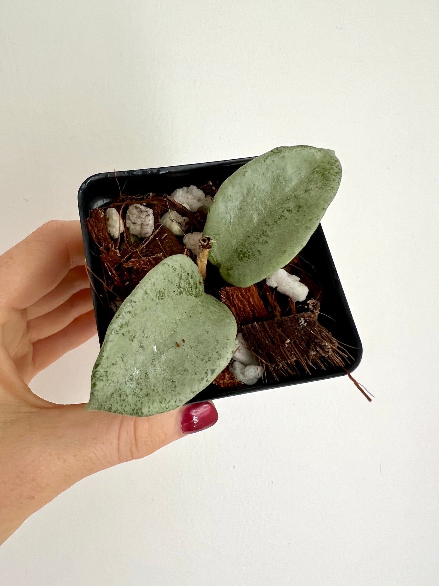 Hoya Carnosa ‘Nova Ghost’