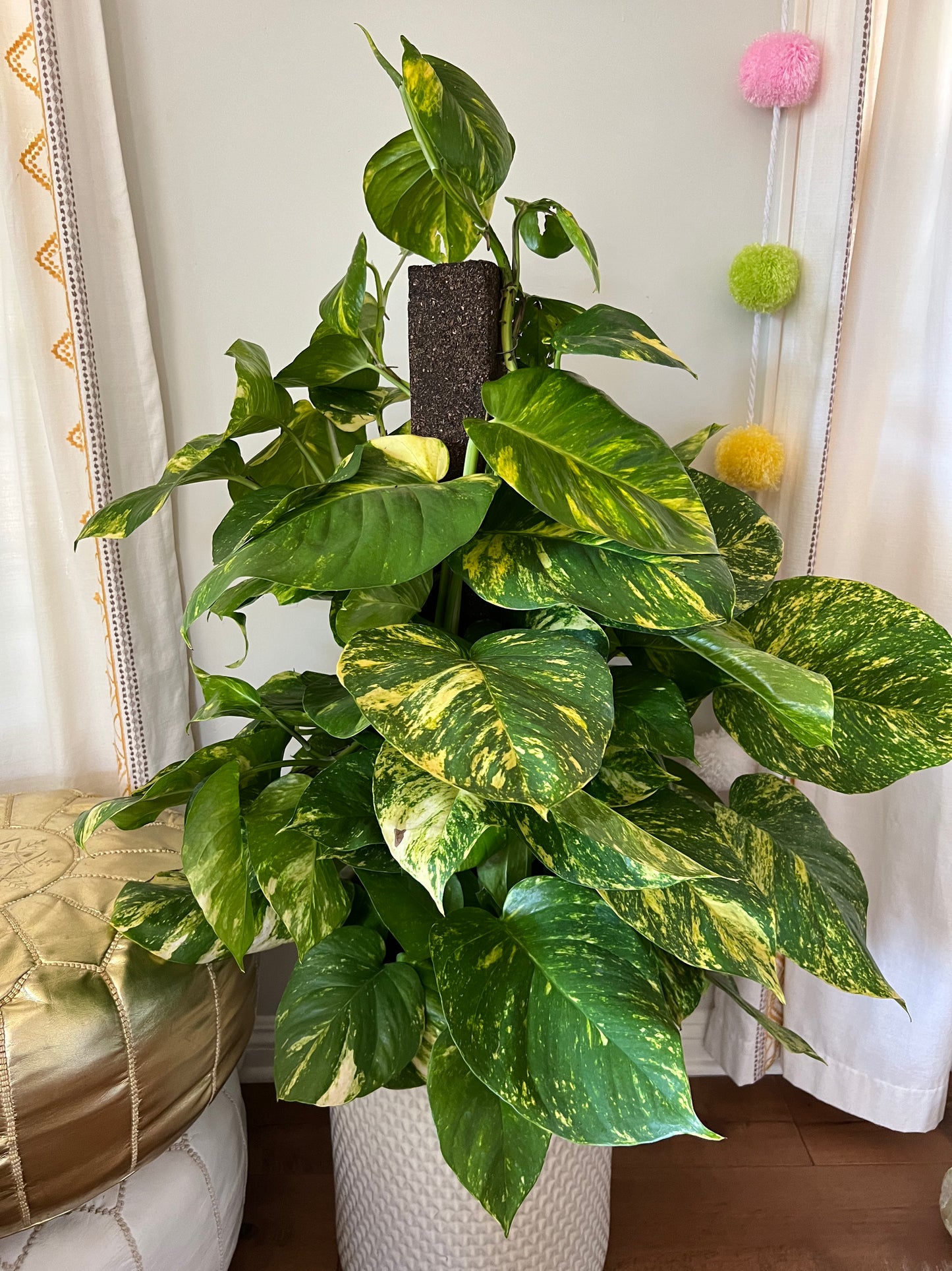 Giant Hawaiian Pothos