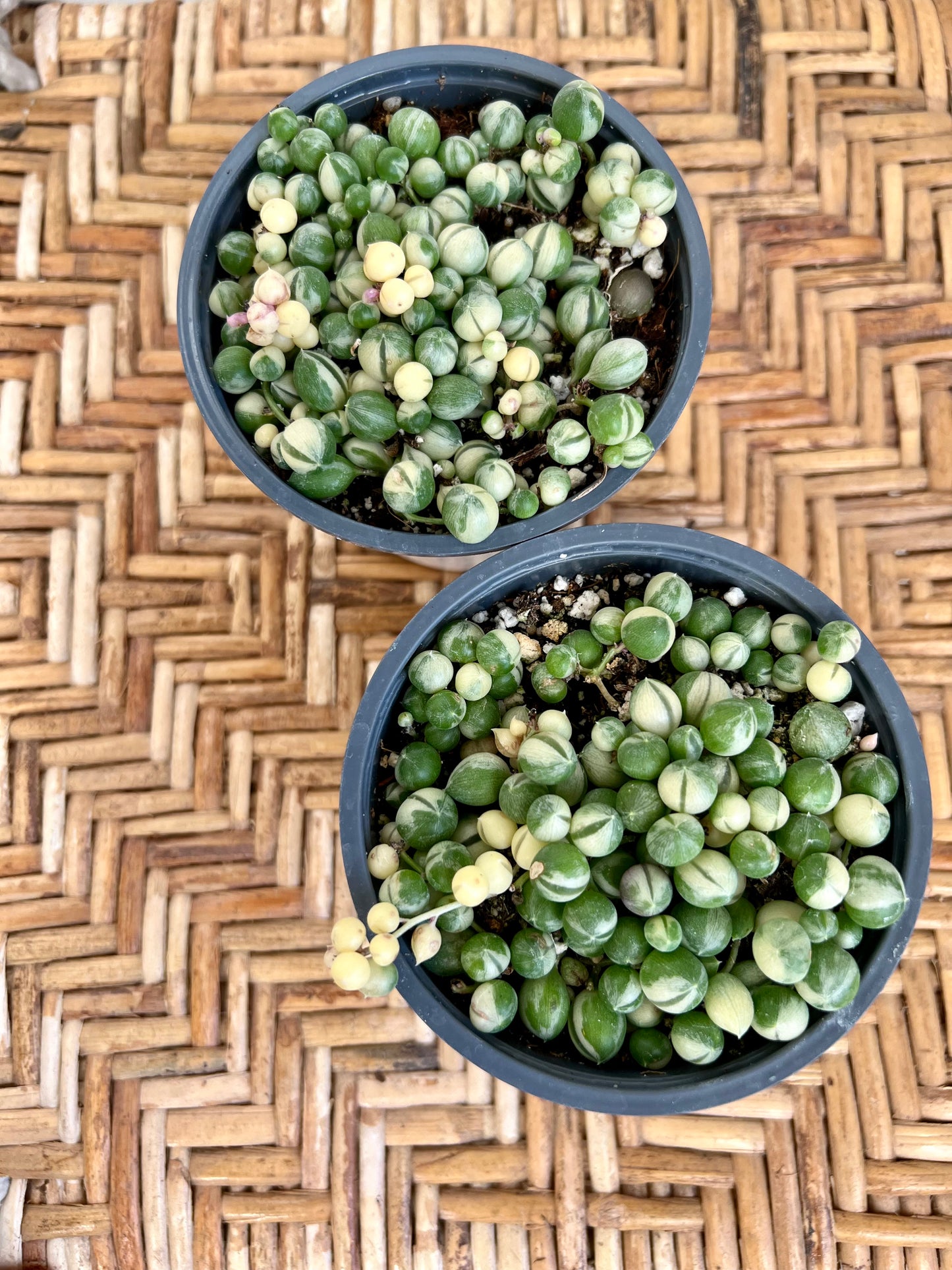 Variegated String of Pearls