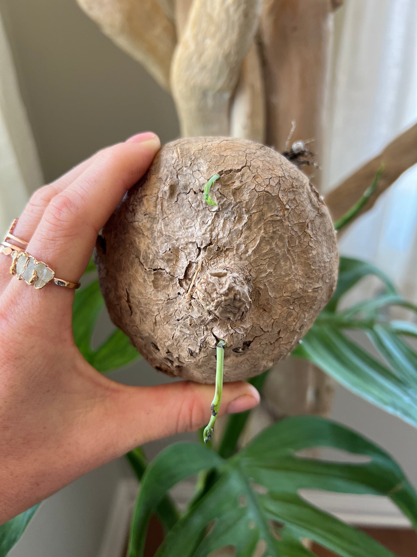 Stephania Erecta