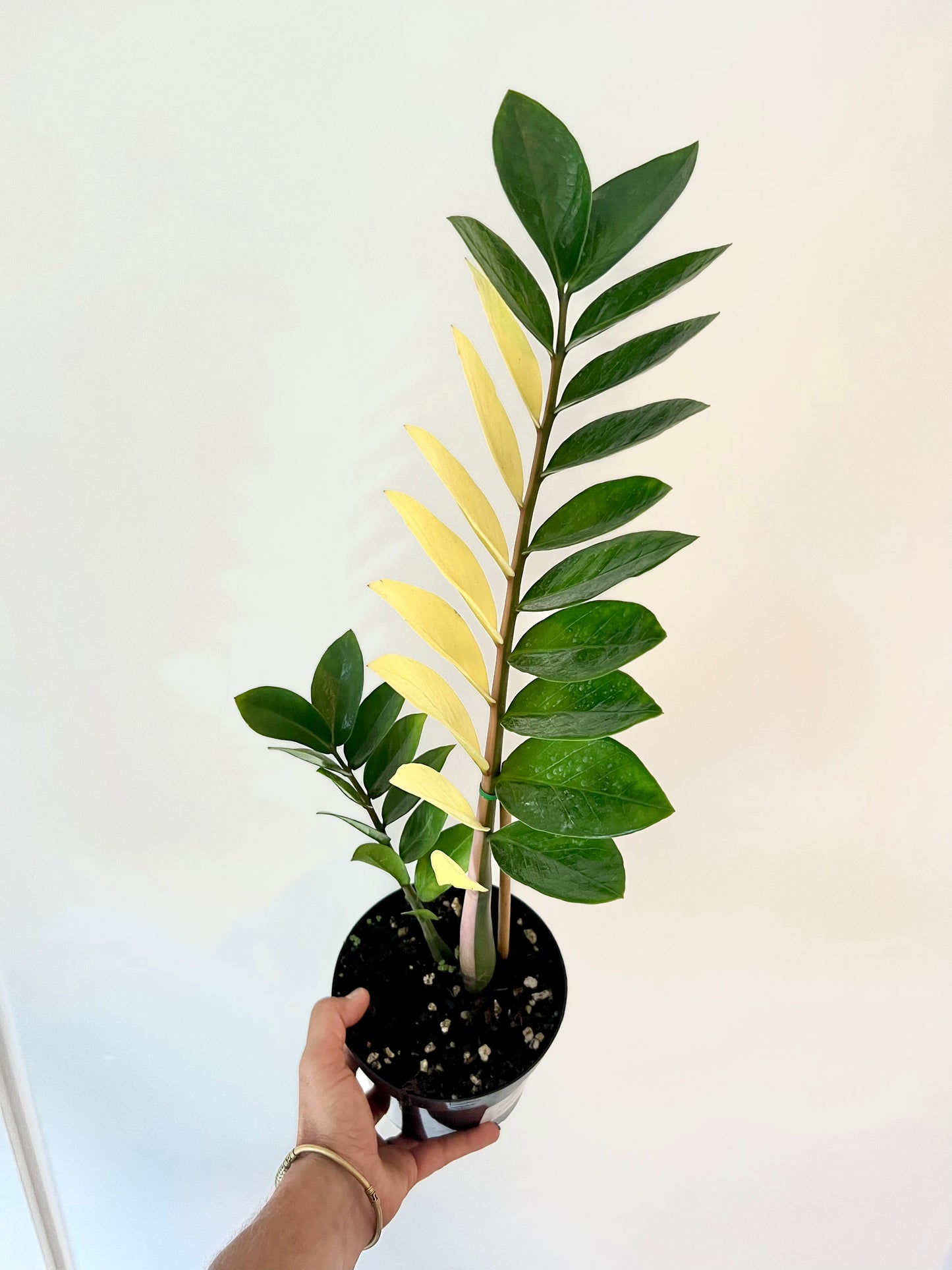 Variegated Zamioculcas Zamifolia