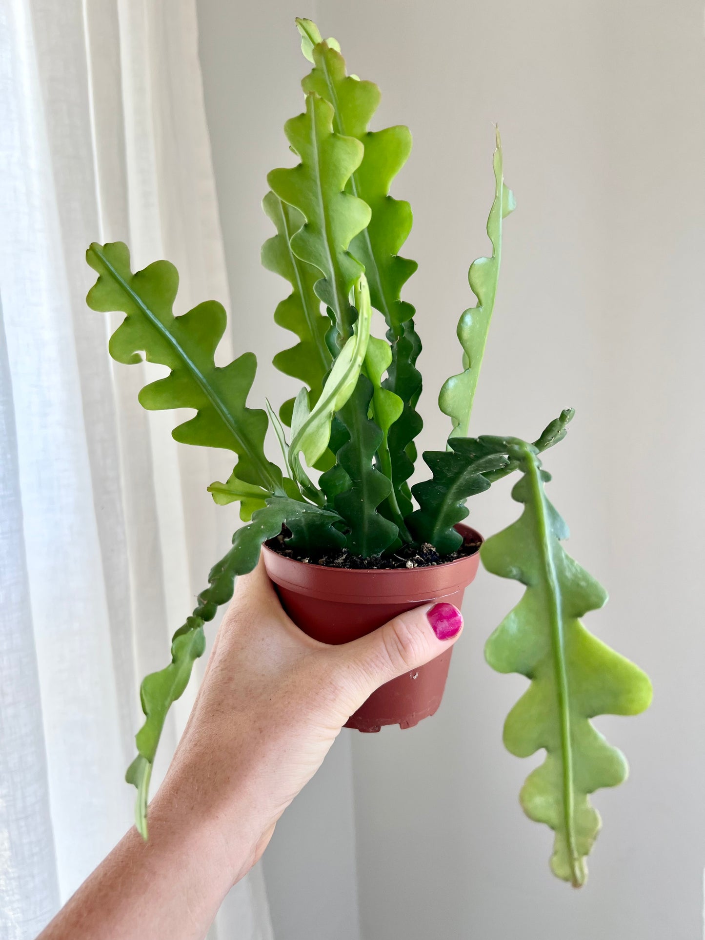 Ric Rac Cactus