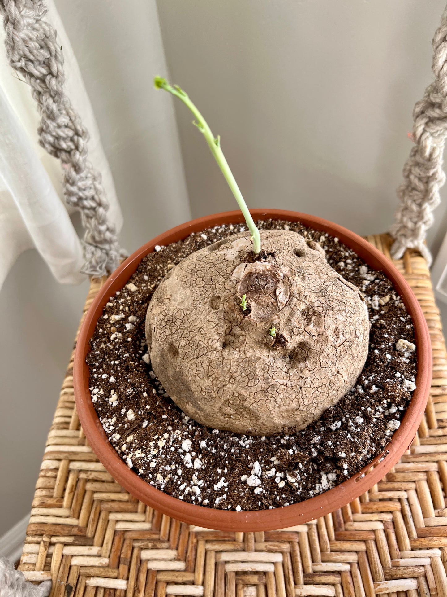 Stephania Erecta