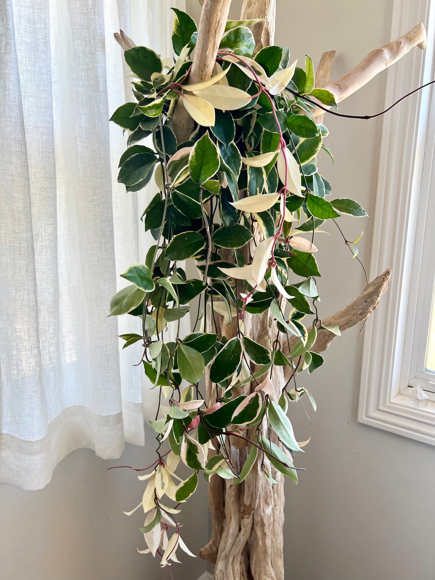Krimson Queen Hoya