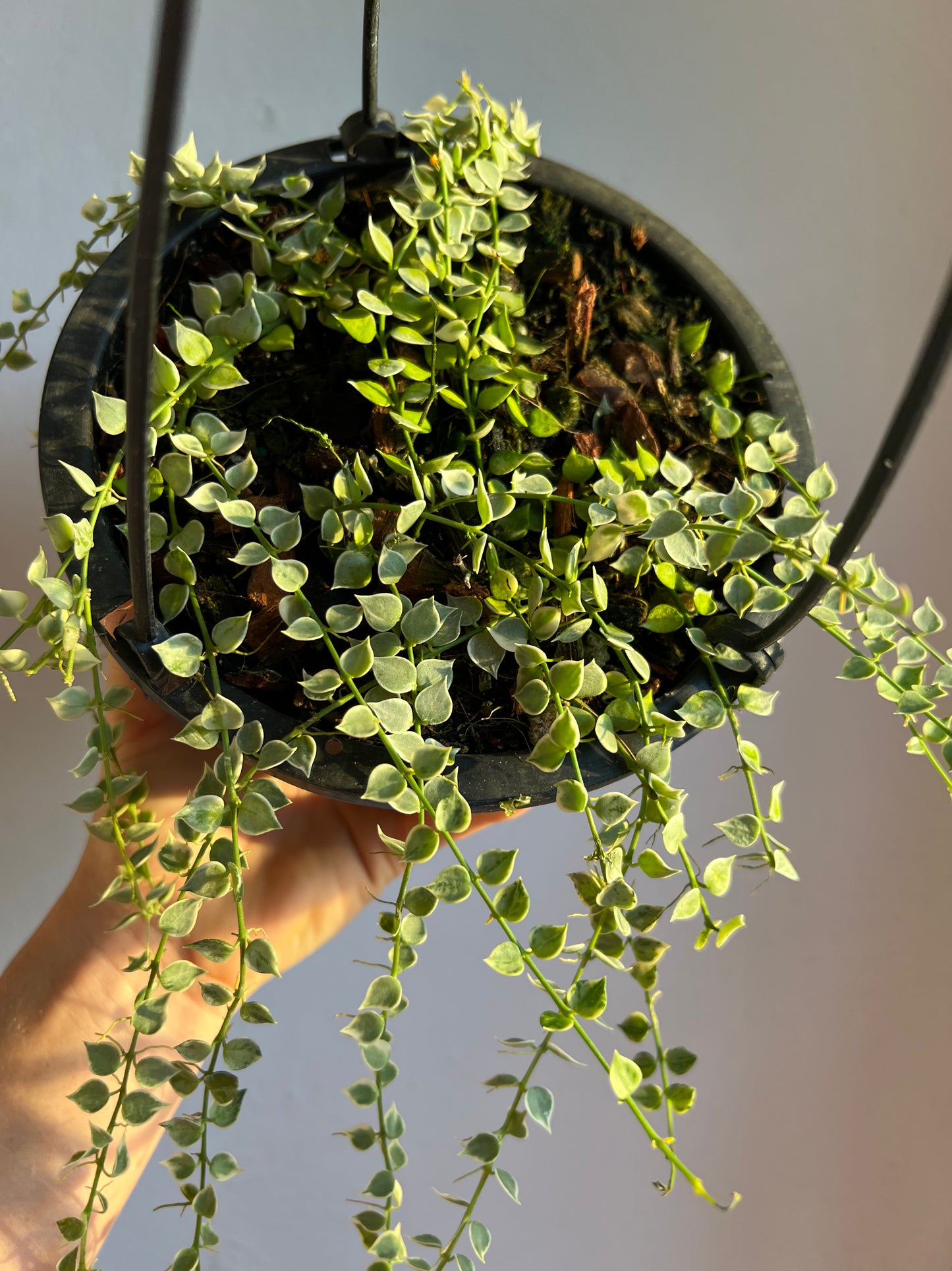 Dischidia Ruscifolia Million Hearts