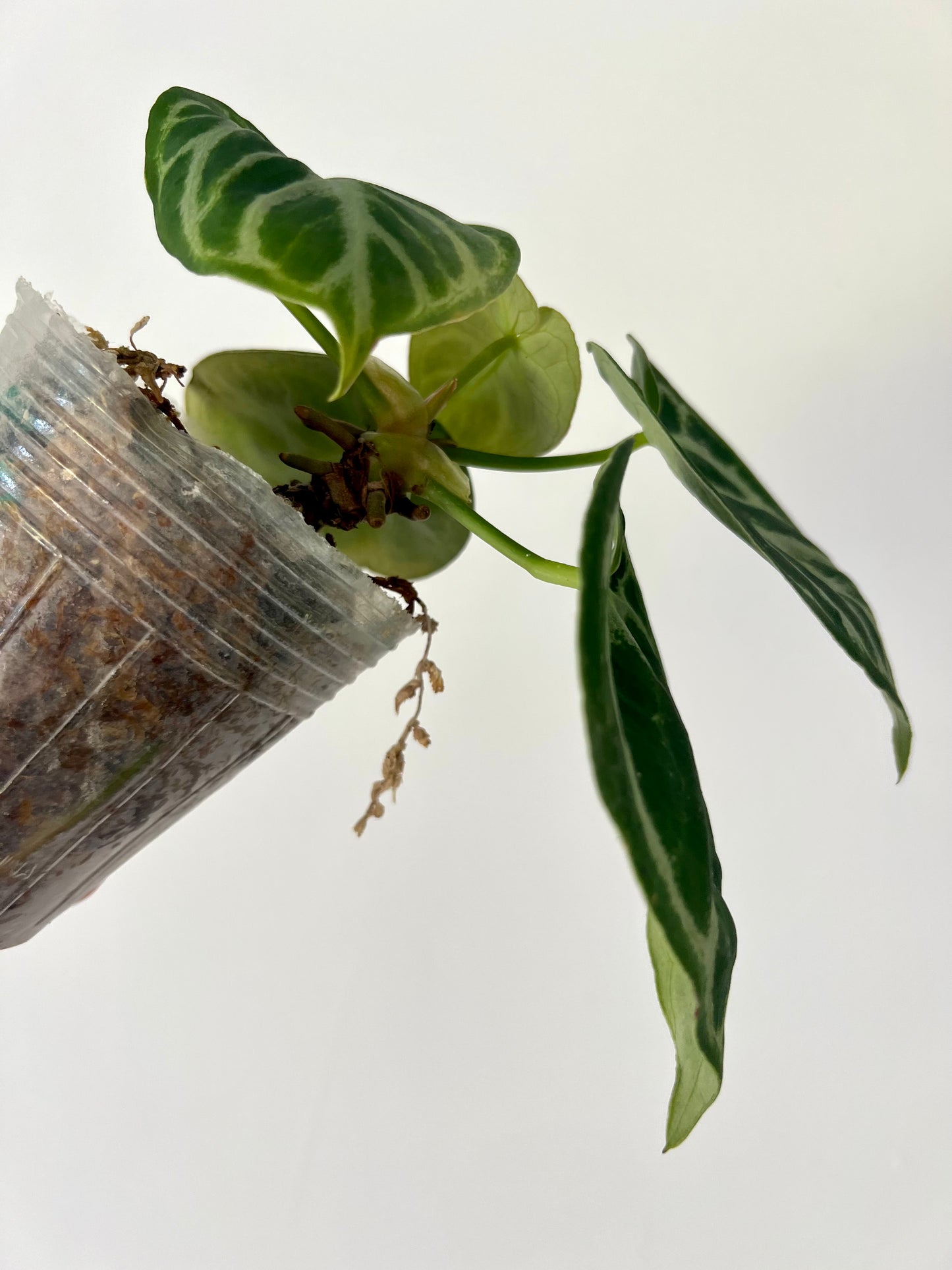 Anthurium Silver Blush