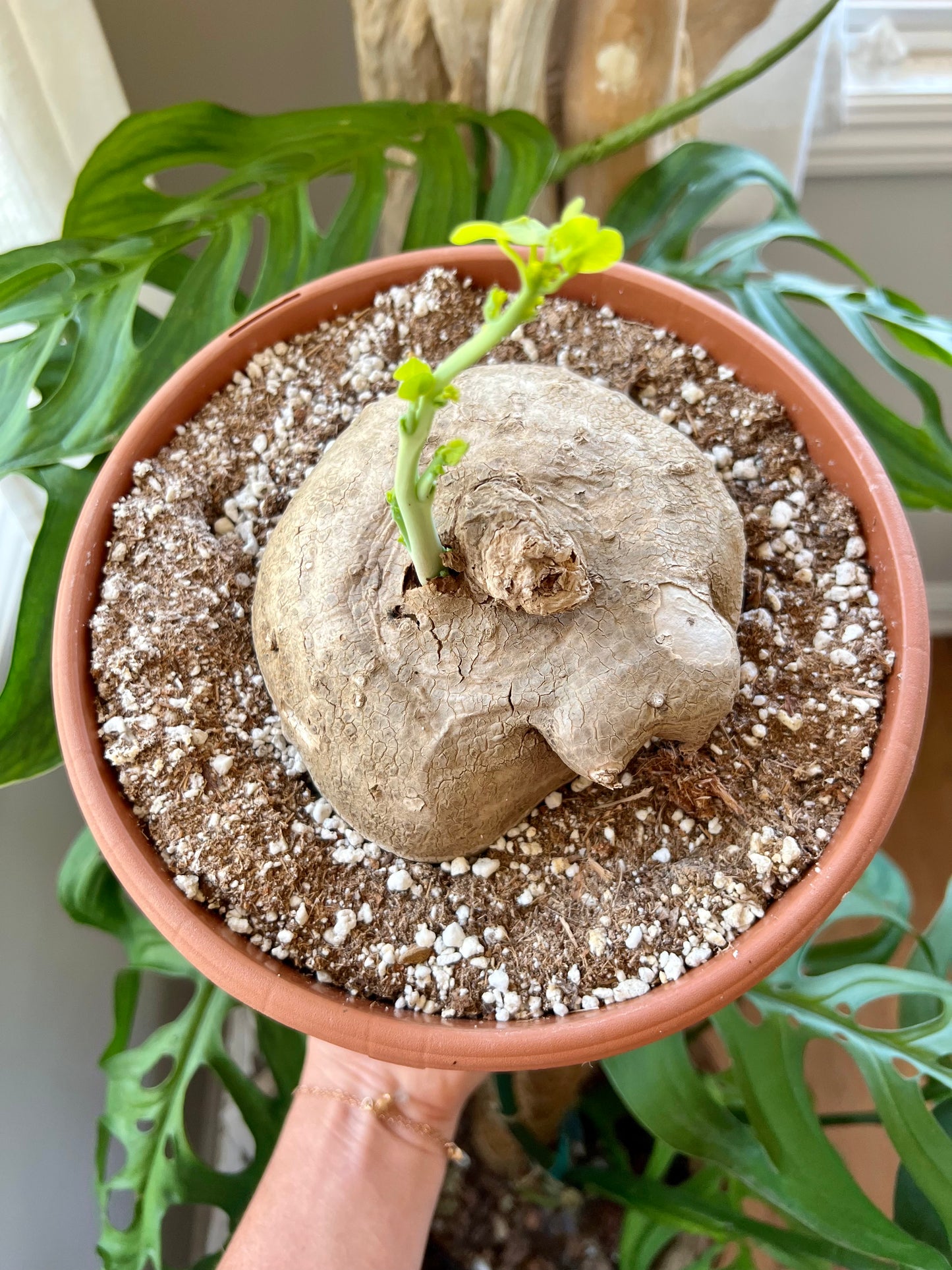 Stephania Erecta