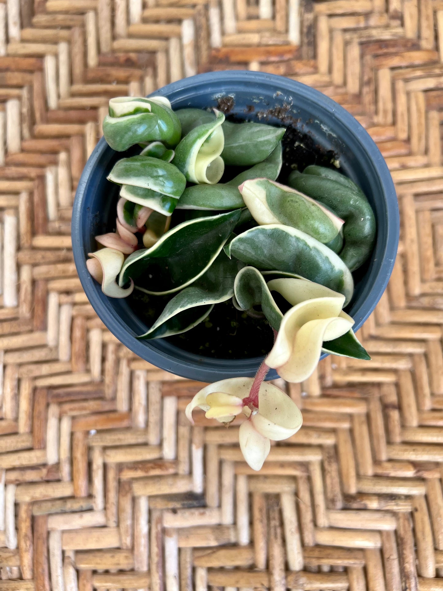 Variegated Hindu Ropes Compacta