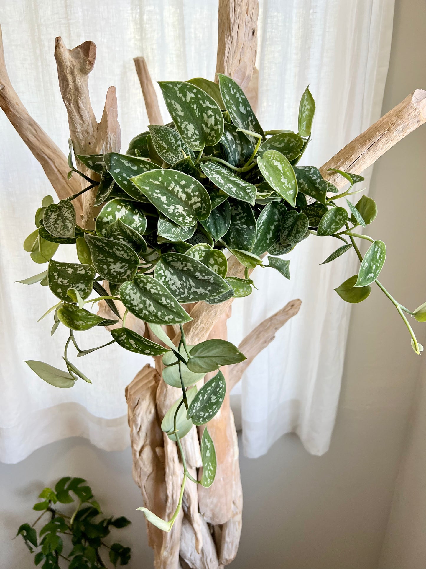 Silver Satin Pothos