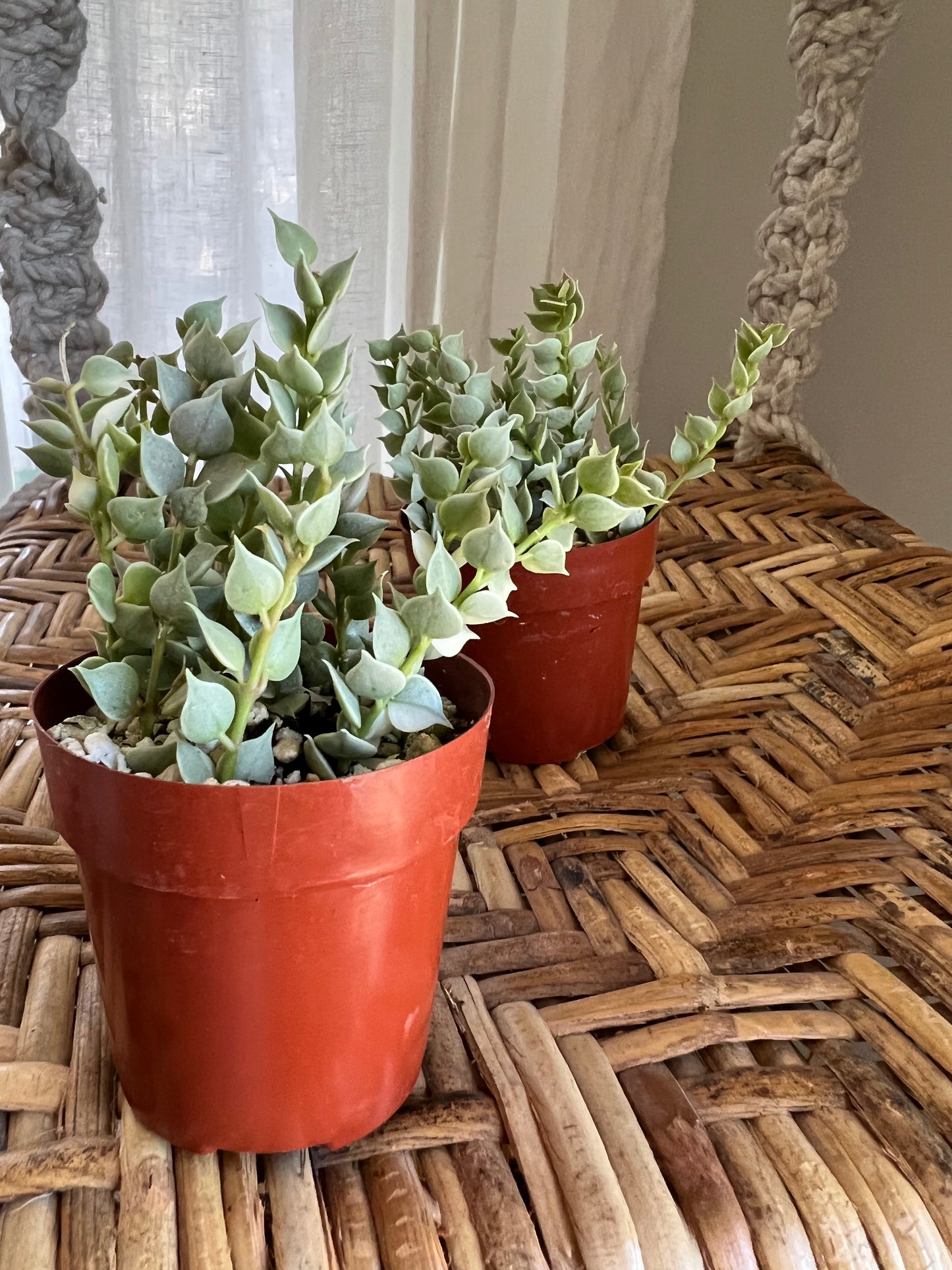 Dischidia Ruscifolia Million Hearts