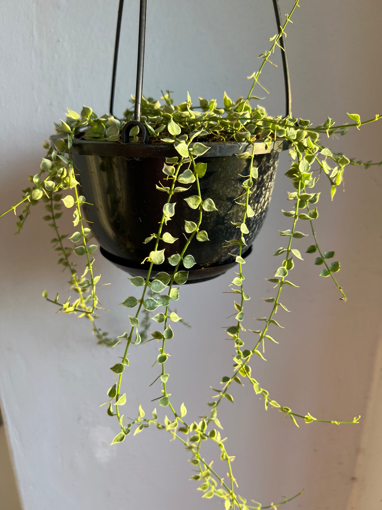 Dischidia Ruscifolia Million Hearts