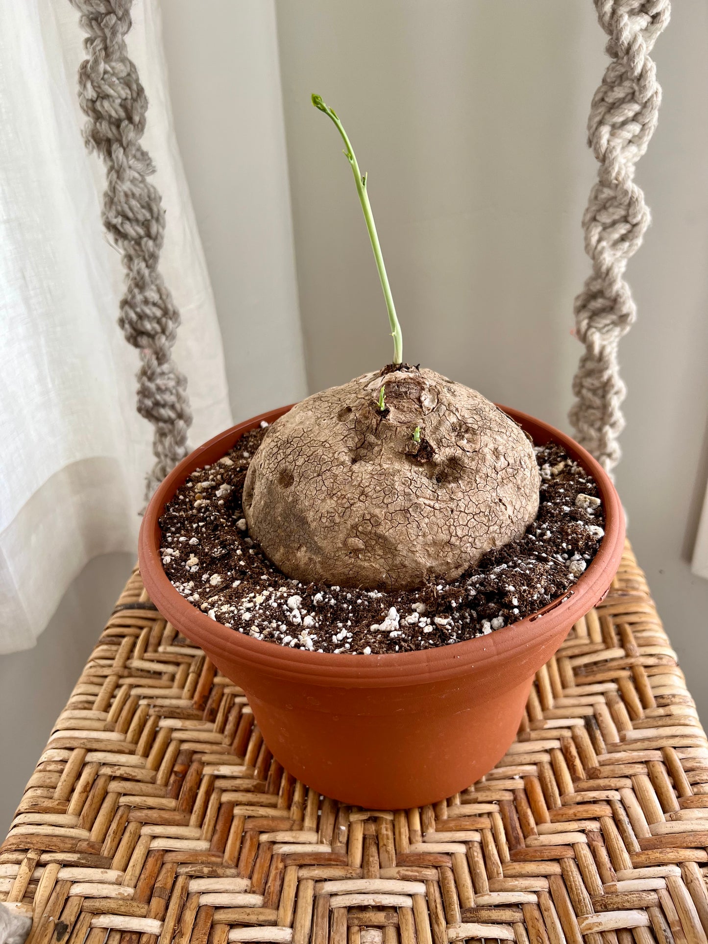 Stephania Erecta