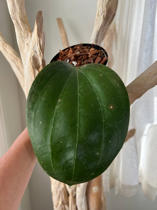 Hoya Latifolia ‘Dinner Plate’