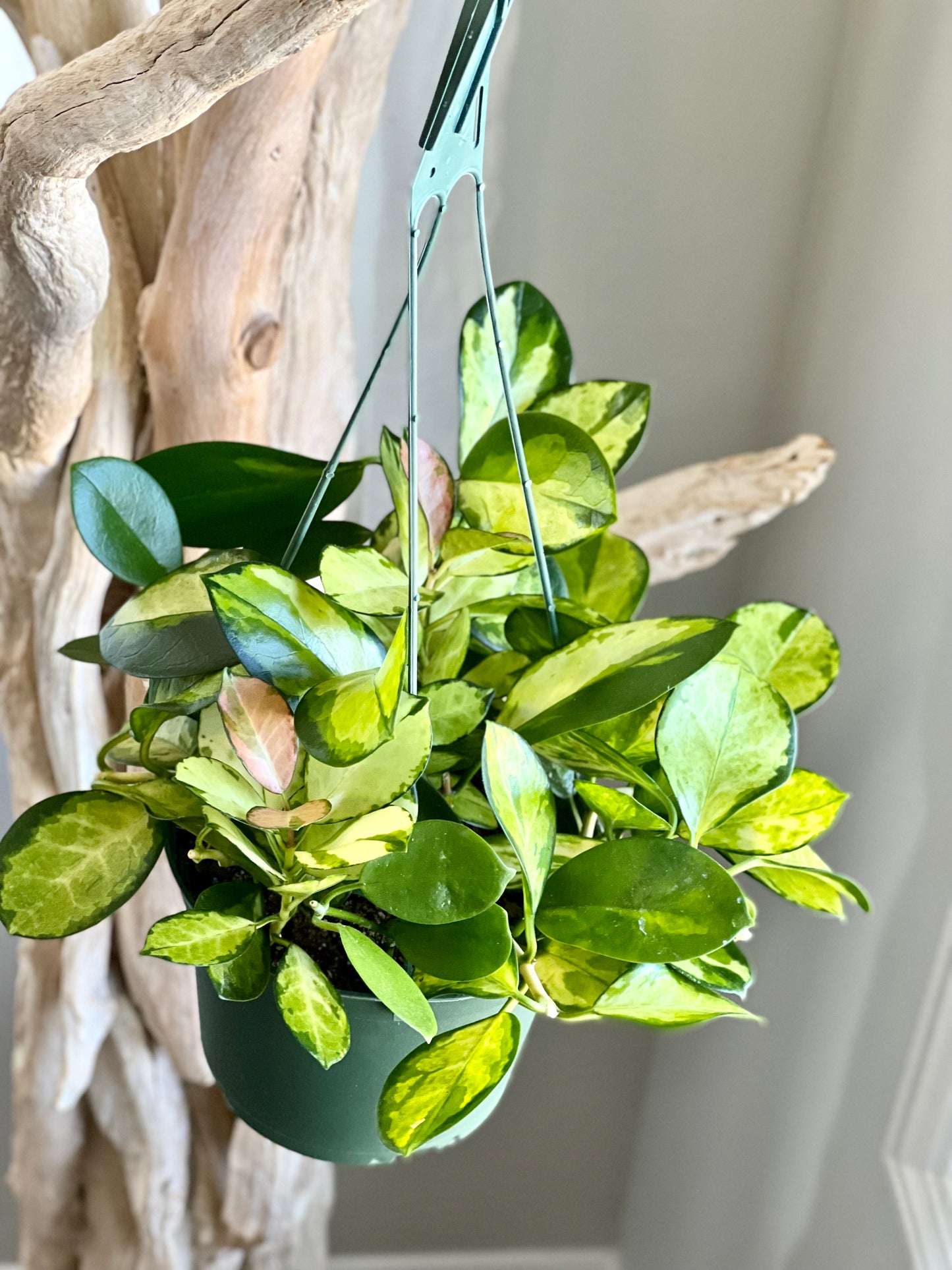 Hoya Lisa Australis