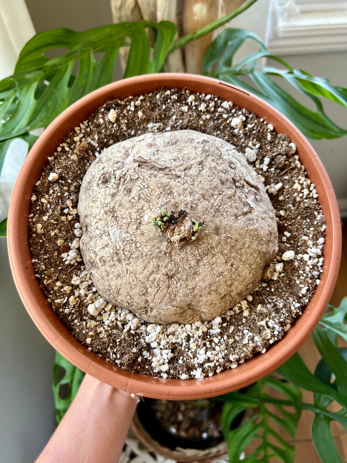 Stephania Erecta