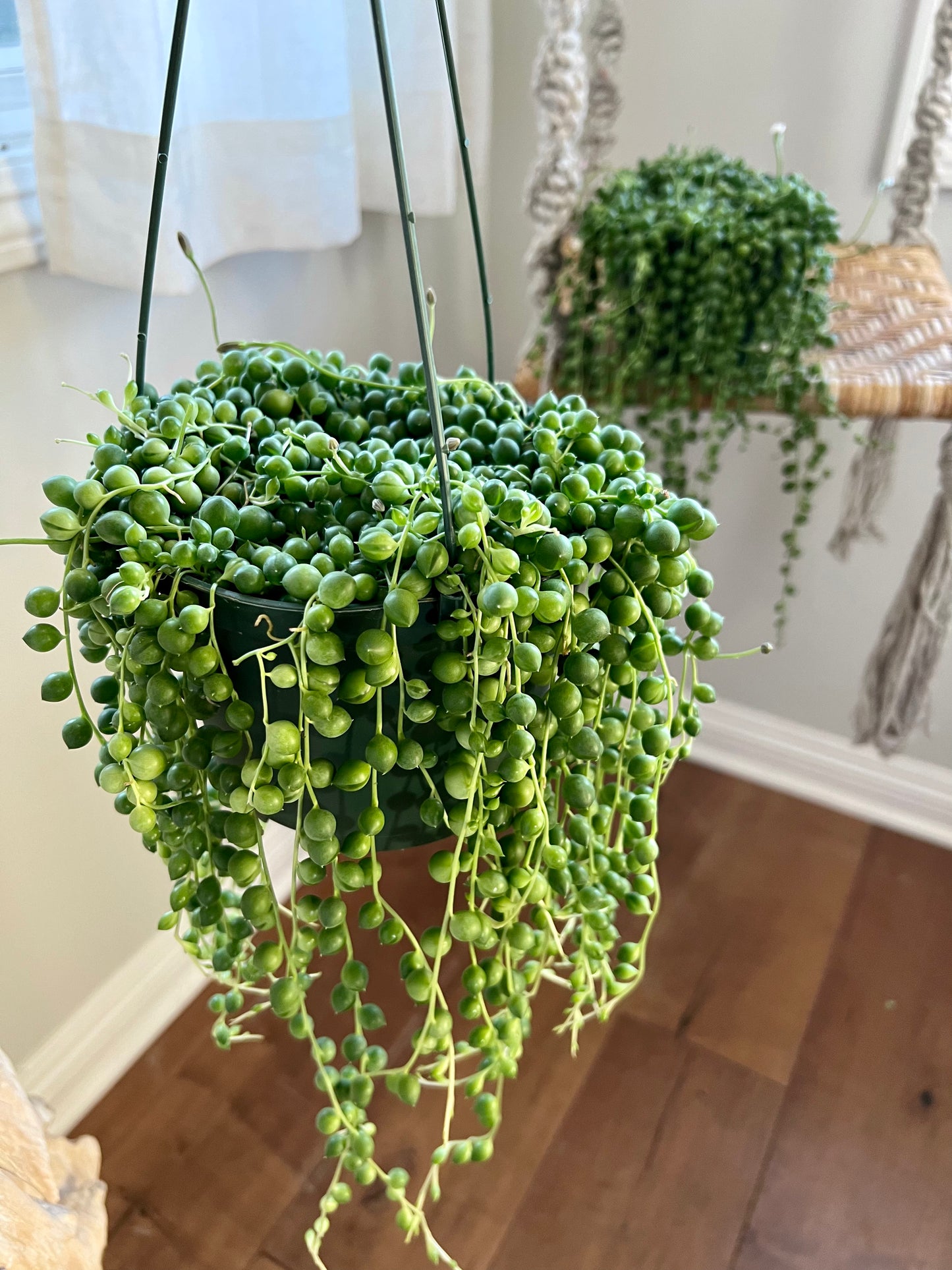 String of Pearls