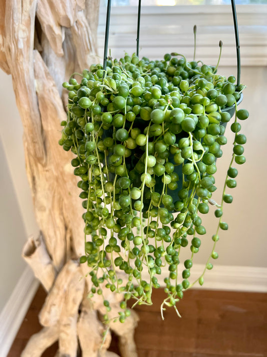 String of Pearls