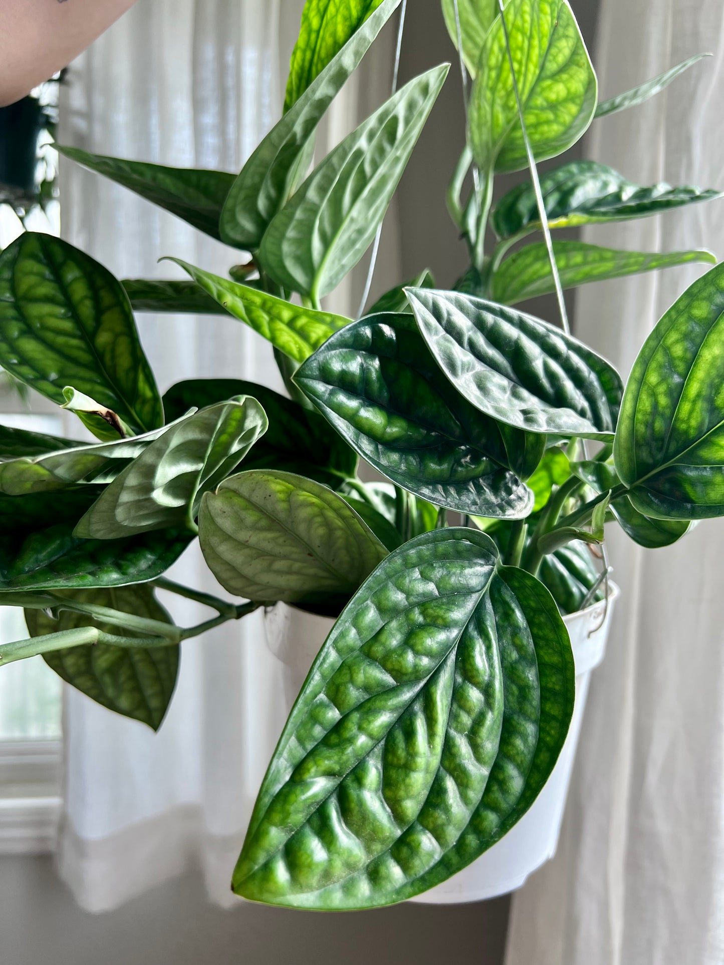 Monstera Peru