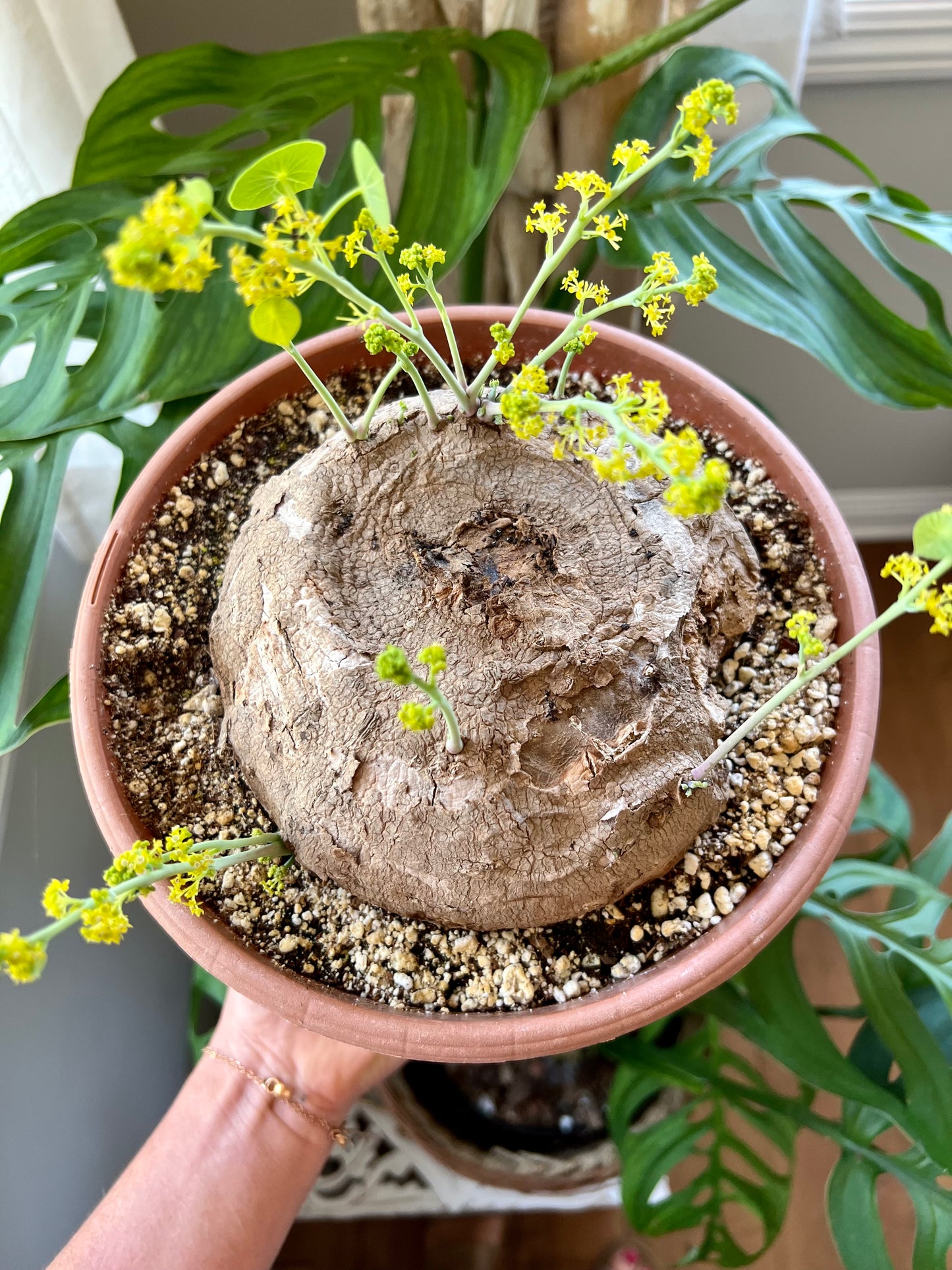 Stephania Erecta