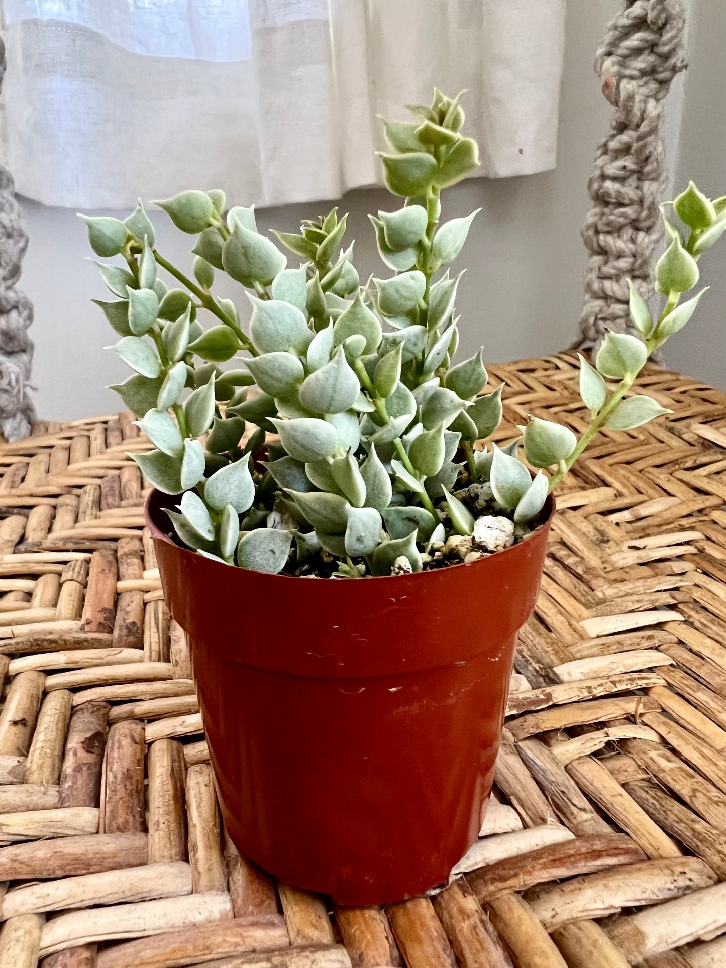 Dischidia Ruscifolia Million Hearts