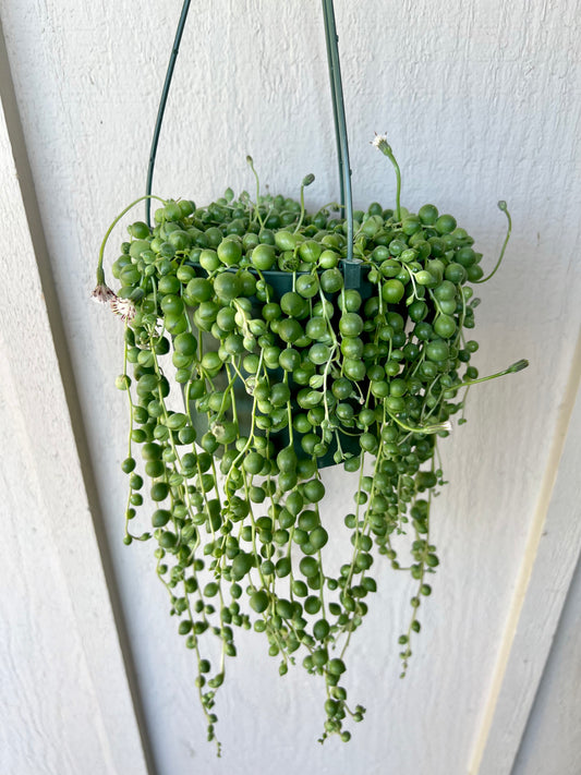 String of Pearls