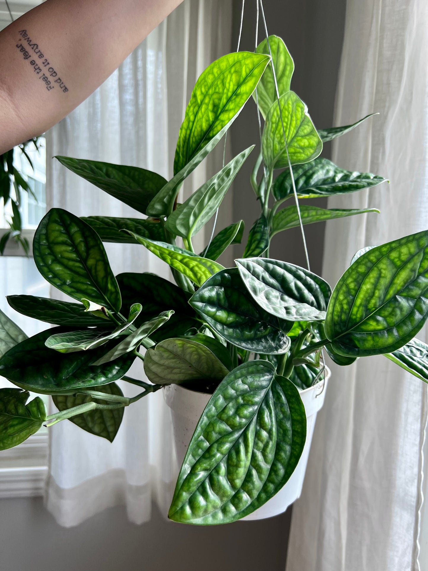 Monstera Peru