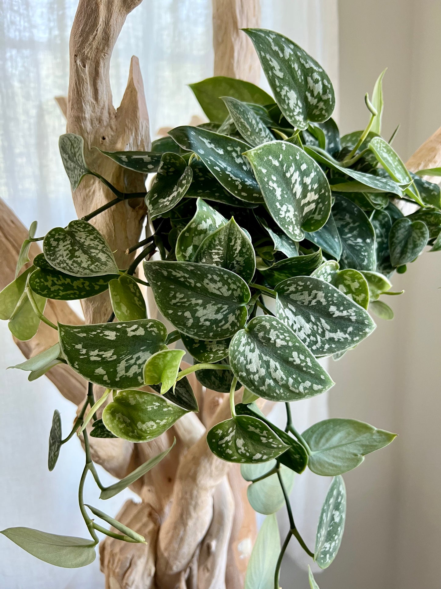 Silver Satin Pothos